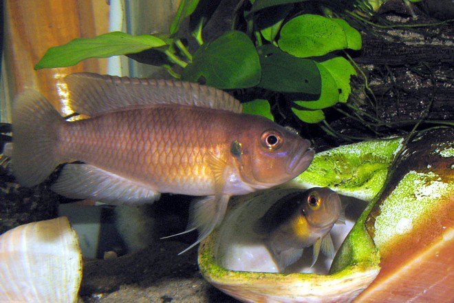 Neolamprologus brevis 'Ikola'